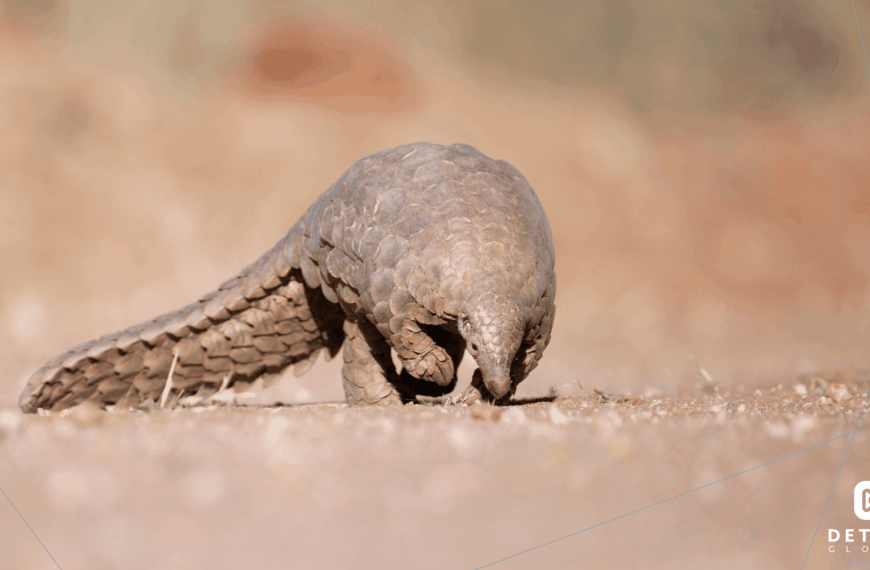 How Freeland Is Using Detego Technology to Dismantle Wildlife Trafficking Networks